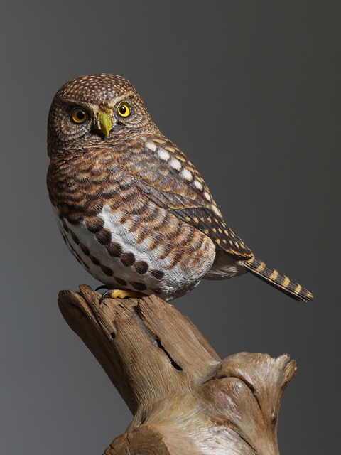 林間自在－李宜融野鳥生態木雕個展 的推廣活動宣傳圖片