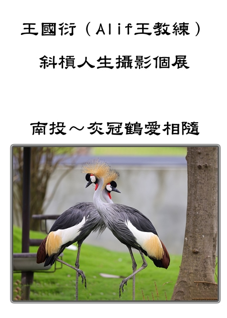 王國衍（Alif王教練）斜槓人生攝影個展 野鳥生態&臺灣之美 的推廣活動宣傳圖片