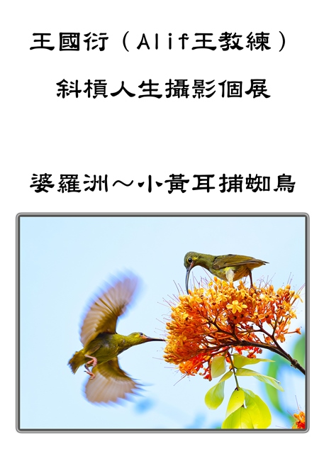 王國衍（Alif王教練）斜槓人生攝影個展 野鳥生態&臺灣之美 的推廣活動宣傳圖片
