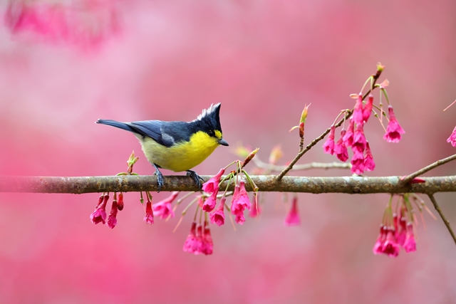 「美好生態~鳥兒就在身邊」台灣野鳥生態攝影展 的推廣活動宣傳圖片